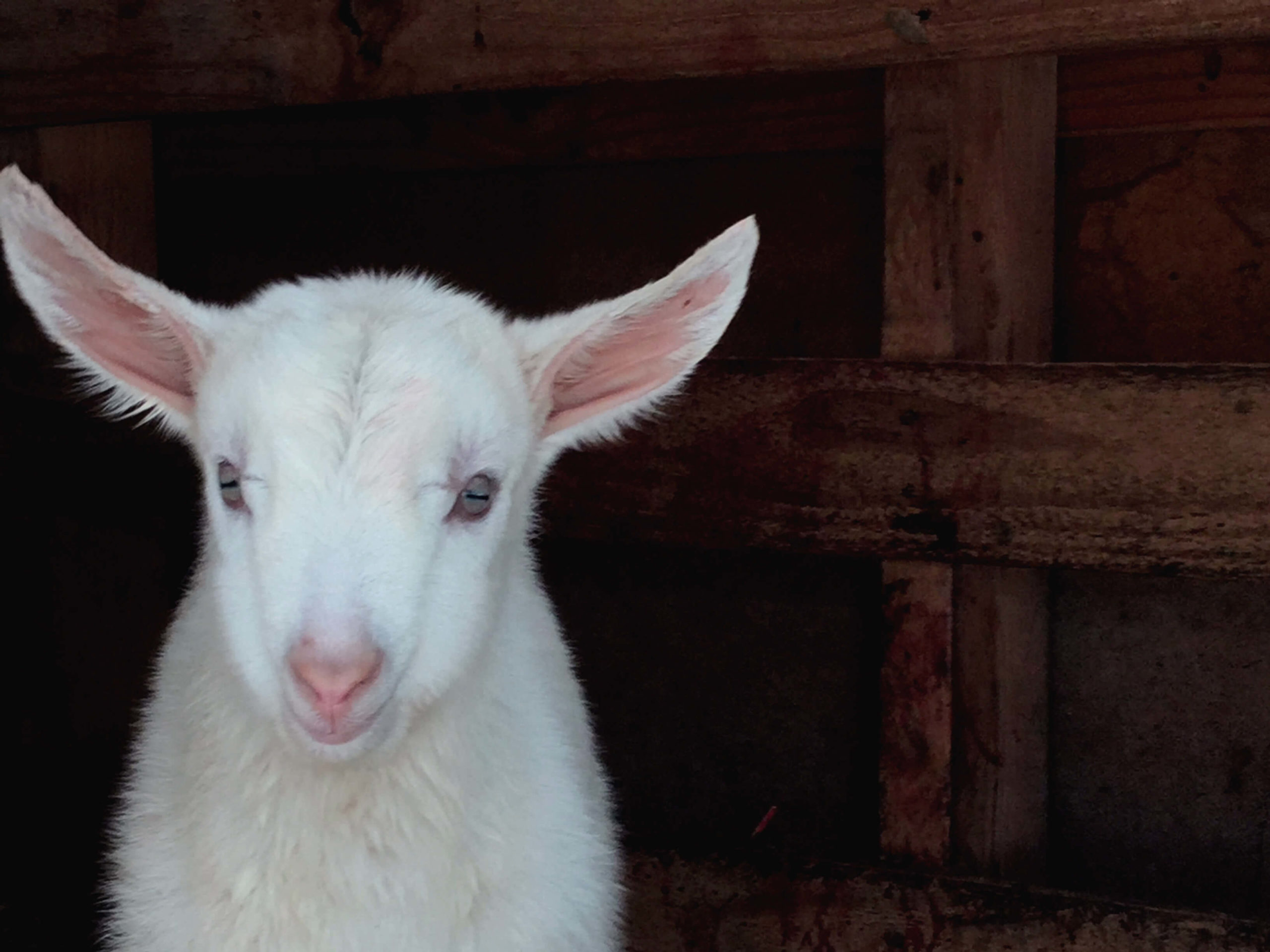 Easy Goat Milk Ice Cream