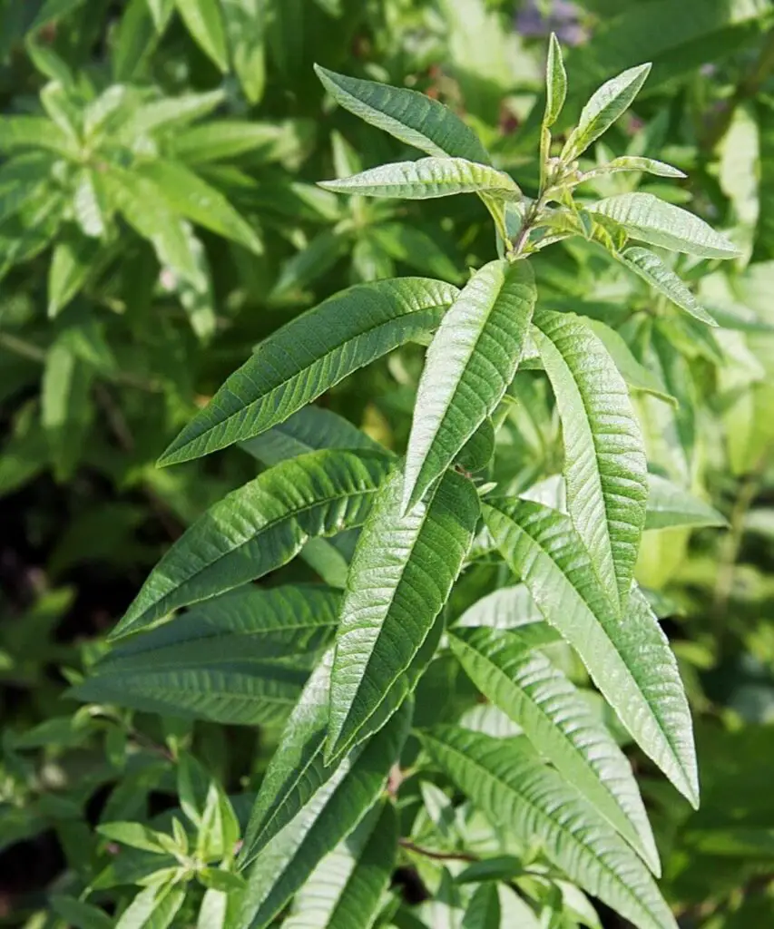 Easy Lemon Verbena Recipe