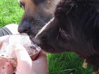 dogs eating ice cream picture